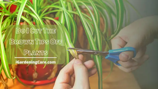 Do I Cut The Brown Tips Off Plants? {read this first}