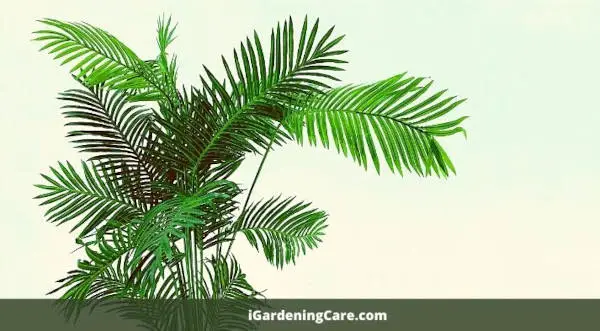 Areca palm are native to Madagascar, Africa, and southern Asia
