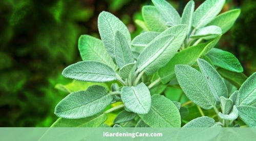 Sage is a perennial herb that is capable of producing oxygen 24/7