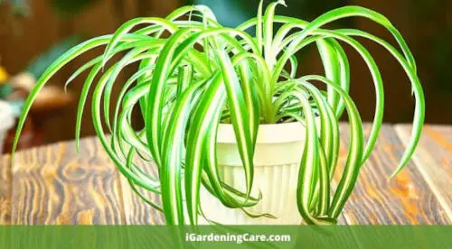 Spider plant is native to Africa which produces oxygen 24/7