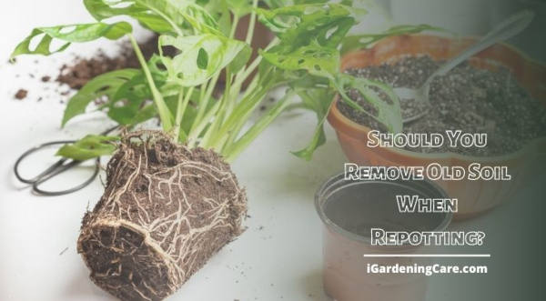 Should you remove old soil when repotting