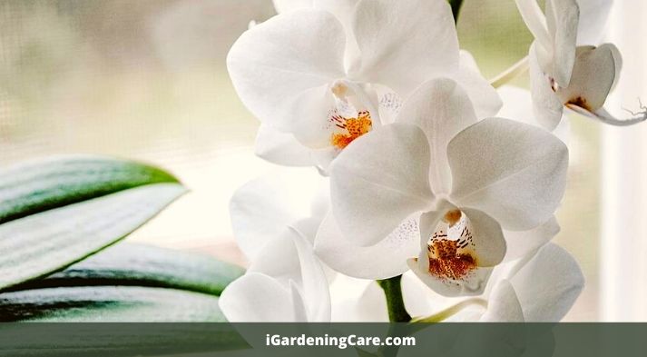 orchids is a flowering plant