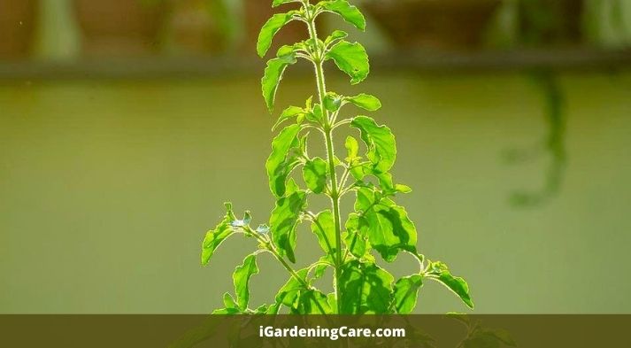 Tulsi is sacred plant in hinduism