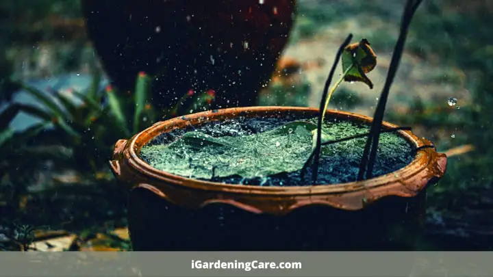 plant in the pot during rain