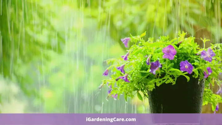 Should you water your plants when it rains