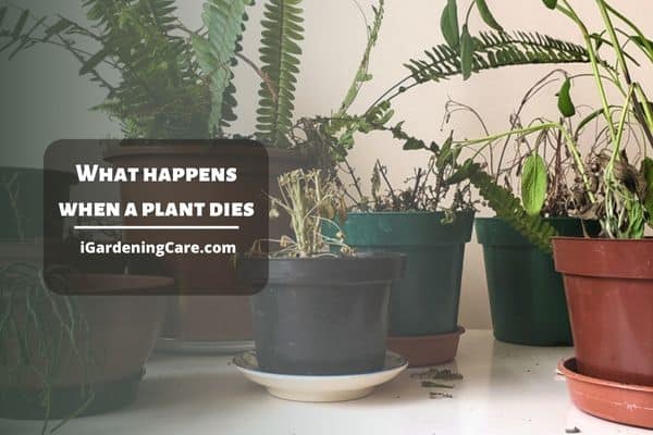 What Happens When A Plant Dies