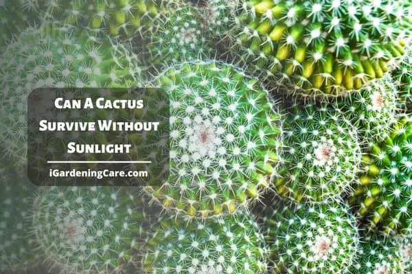Can A Cactus Survive Without Sunlight?