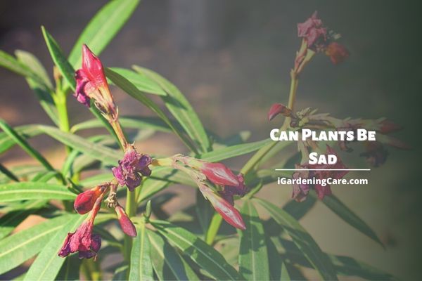 Can Plants Be Sad?
