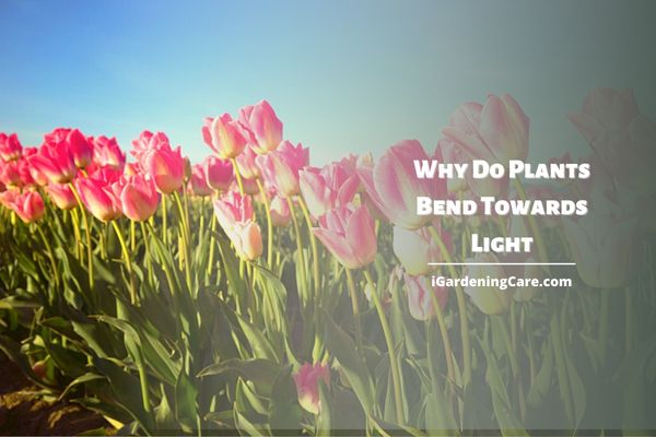 Why Do Plants Bend Towards Light