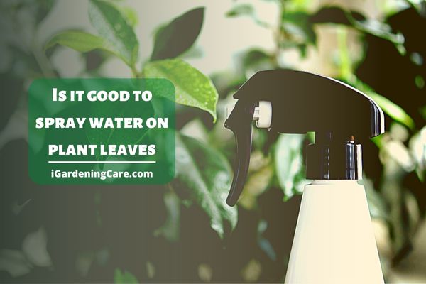 Is It Good To Spray Water On Plant Leaves?