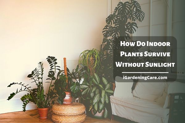 How Do Indoor Plants Survive Without Sunlight