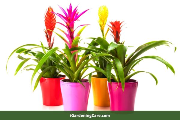 Potted bromeliad is a beautiful plant that has dark green