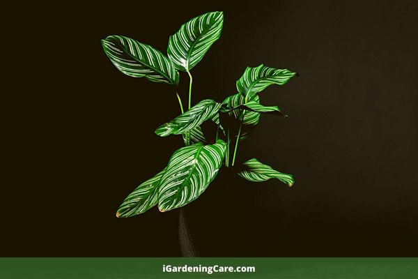 Calathea is a beautiful, large tropical plant with leaves that are shaped like butterflies