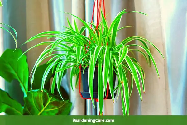 spider plant is one of the most popular houseplants