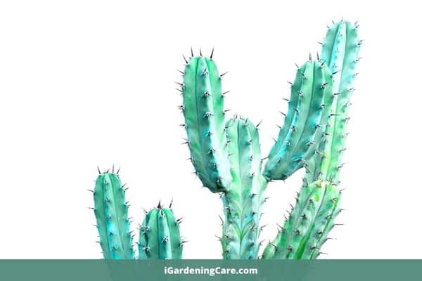 Can A Cactus Survive Without Sunlight