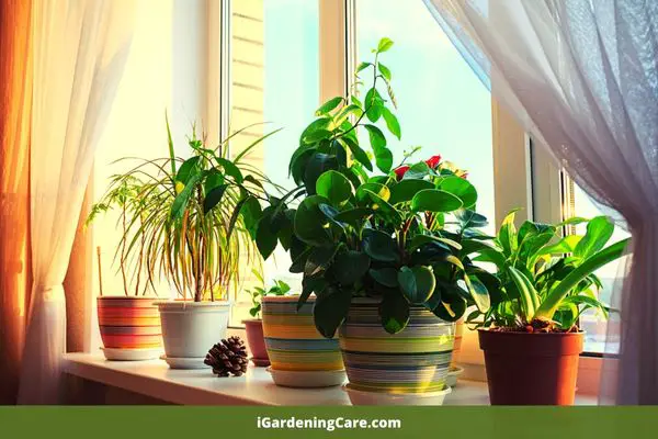 place for indoor plants
