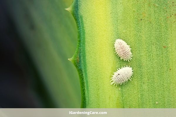Mealybugs destroy plants