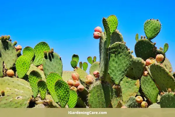 Peeling Cacti 