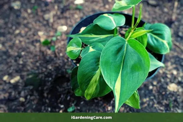  heartleaf philodendron is a beautiful evergreen vine