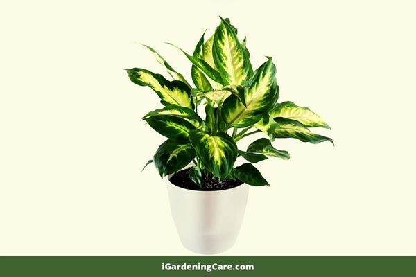 Dieffenbachia is a tropical plant with thick leaves