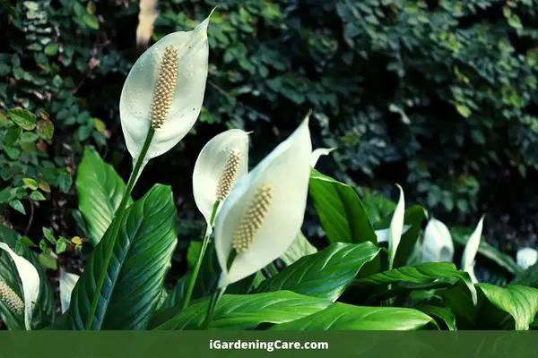 The peace lily is another popular houseplant that's been around for decades