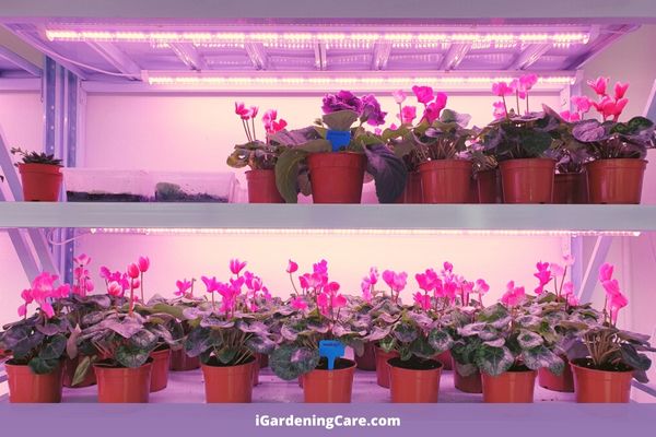 How Do Indoor Plants Survive Without Sunlight