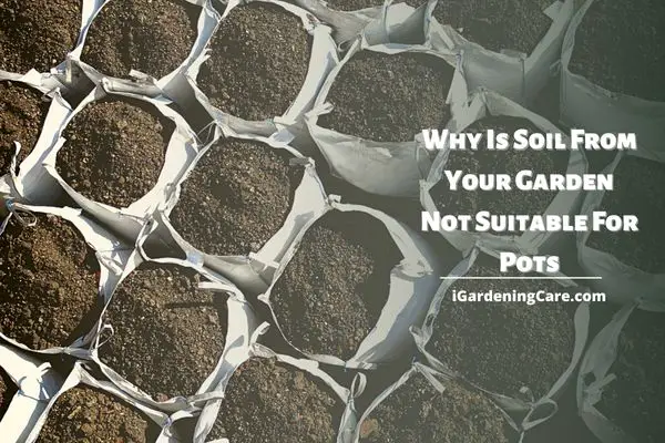 Why Is Soil From Your Garden Not Suitable For Pots?