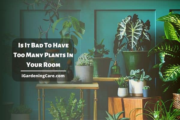 Is It Bad To Have Too Many Plants In Your Room?
