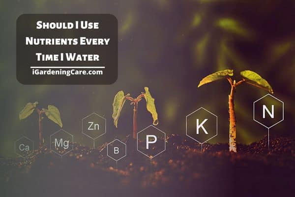 Should I Use Nutrients Every Time I Water?