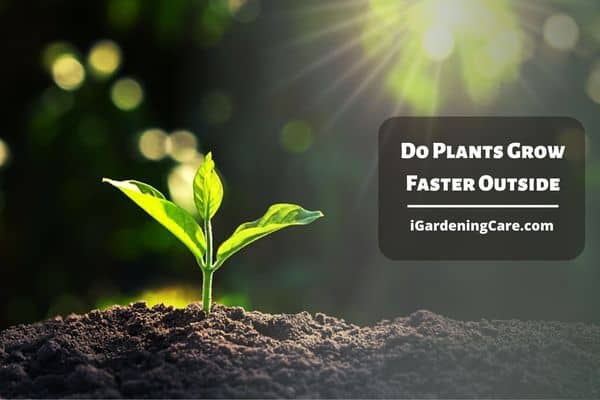 Do Plants Grow Faster Outside?