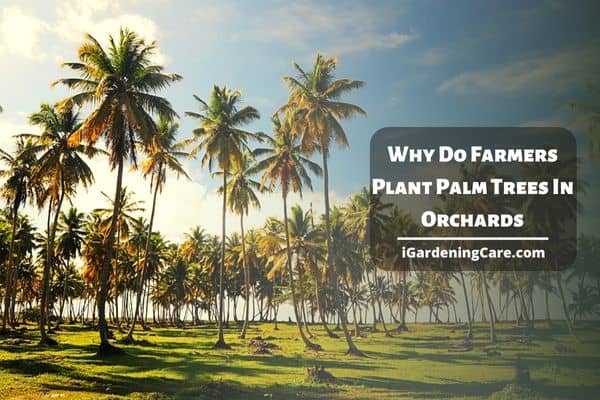 Why Do Farmers Plant Palm Trees In Orchards?