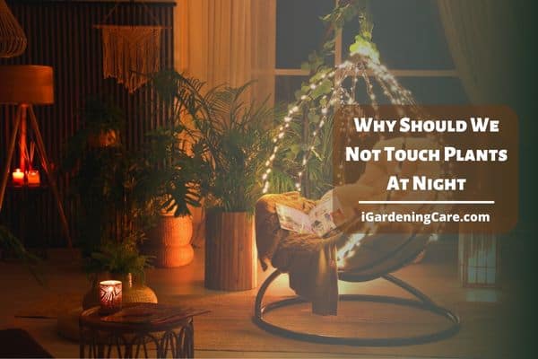 Why Should We Not Touch Plants At Night?