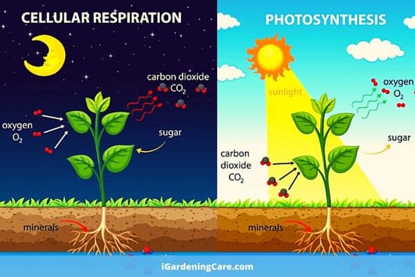 Why Do Plants Release Carbon Dioxide At Night