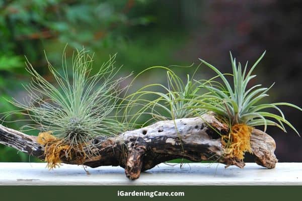 Air plant reproduction
 