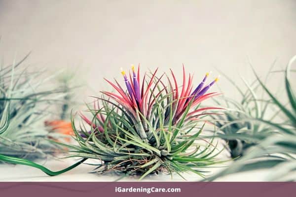 what is an air plant