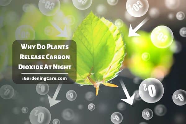 Why Do Plants Release Carbon Dioxide At Night?