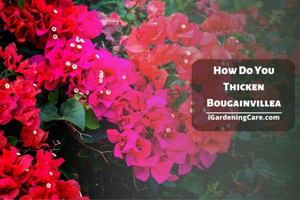 How Do You Thicken Bougainvillea?