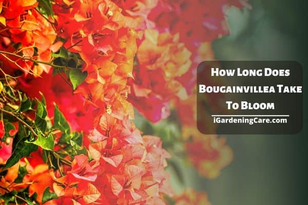 How Long Does Bougainvillea Take To Bloom?