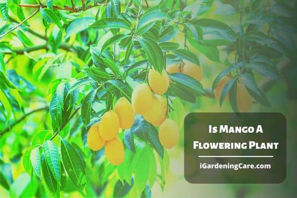 Is Mango A Flowering Plant?
