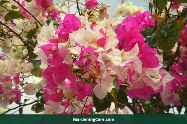 How Long Does Bougainvillea Take to Bloom