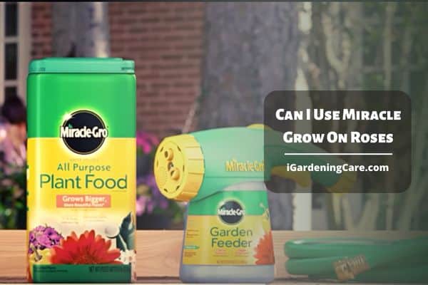 Can I Use Miracle Grow On Roses