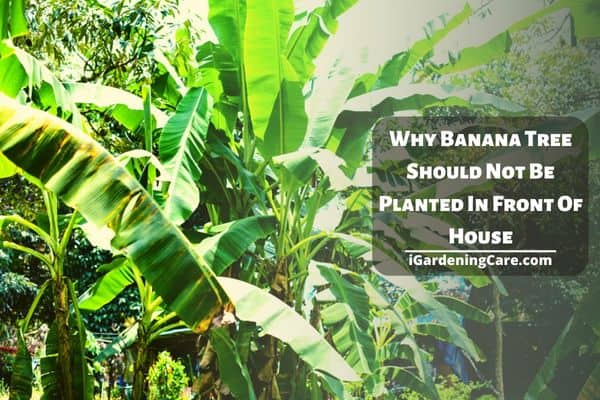 Why Banana Tree Should Not Be Planted In Front Of House