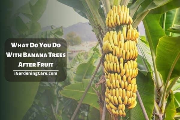 What Do You Do With Banana Trees After Fruit