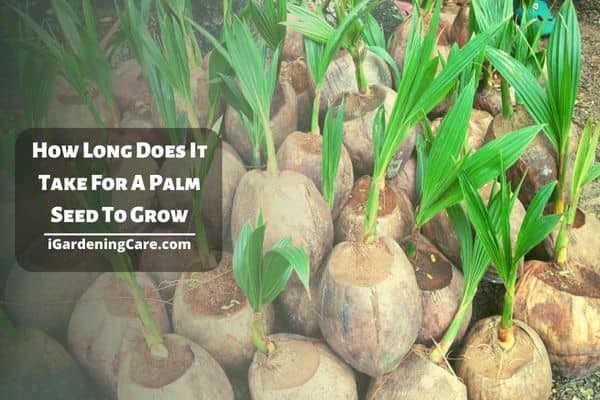How Long Does It Take For A Palm Seed To Grow
