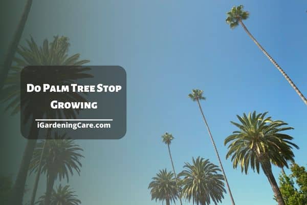Do Palm Tree Stop Growing?(Complete Guide)