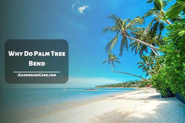 Why Do Palm Tree Bend?