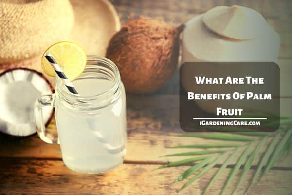 What Are The Benefits Of Palm Fruit?