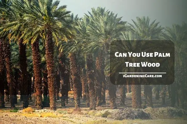 Can You Use Palm Tree Wood?