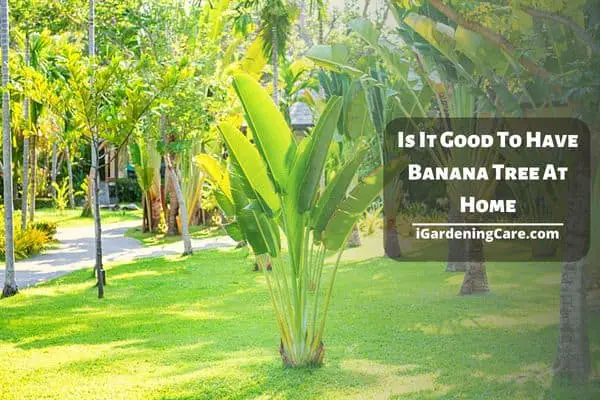 Is It Good To Have Banana Tree At Home