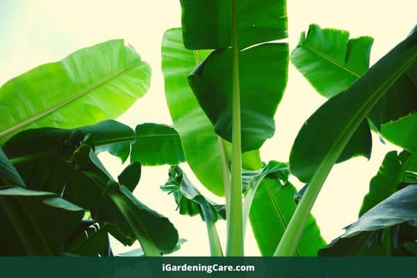 Why Banana Tree Should Not Be Planted In Front Of House